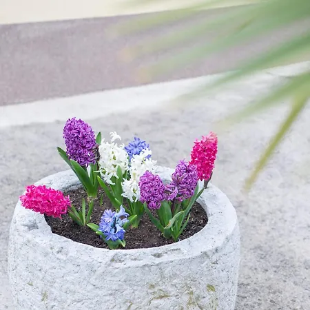 Nonna Laura Apartament *