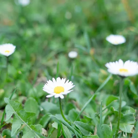 Apartament Nonna Laura *